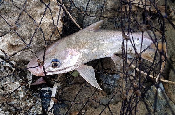 kanduli-fish-fishing-video-thakuriapara-fish-fishing-viral